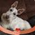 Roselee Burdette's profile image