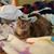 Sofie Sugarfoot Mary Hall-sheehan's profile image