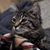 David Joseph Laino's profile image