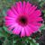 Patti Jo Torrence Knight's profile image
