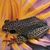 Wenoah Goodson's profile image