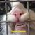 Aimee Adams's profile image