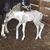 Raegan Des Jardins's profile image
