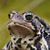 Denise Giffin's profile image