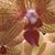 LeLan Ferguson's profile image