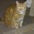 Julie Pate's profile image