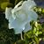 Florene Allen's profile image