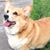 Dexter Tomei's profile image