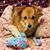 Stacey D'Arcy McComeskey's profile image