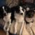 Susan Salemmo-Gerlack's profile image