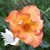 Barbara Wilkinson Powers's profile image