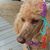 Shellee Garrett's profile image