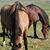 Reina Urbina's profile image