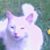 Kim McCaig's profile image