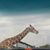 Esther Castello's profile image