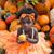 Mark A Evans's profile image