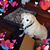 Juliet Perry Brown Lovendahl's profile image