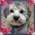 Kathy Shea Dittmaier's profile image