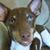 Scrappie Barbosa's profile image