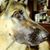 Jodi MacDonald's profile image