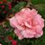 Vickie Sims's profile image