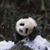 Marky Cantarella's profile image