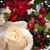 Paulette Gulino Bragel's profile image
