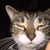 Steve Junior's profile image