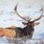 Craig Cedarstrom's profile image