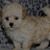 Cheryl Caputo Cosme's profile image