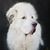 Sandy Posey's profile image