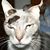 Bob Shlala Jr.'s profile image