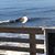 Judy Tatlock's profile image