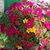 Rosemary Petke Parsons's profile image