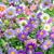 Jackie Gibler's profile image