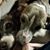 Joann Cangialosi Locascio's profile image