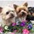 Nancy Howey's profile image