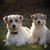 Cindy Hinson Willimon's profile image