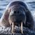 Paul Loreque's profile image