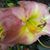 Denise Smoak's profile image