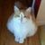 Sharon Lea's profile image