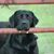 Trish Blanton Pray's profile image