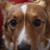 Dawn Bedard-Poulin's profile image