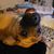 Heidi M. Shields's profile image