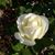 Tony R. Dillon's profile image