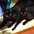 Laura Goble's profile image