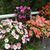 Lorraine Fournier's profile image