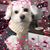 Liliana Palucci-Budney's profile image