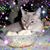 Lucrete June Knowles's profile image