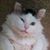 Dominick Morano's profile image